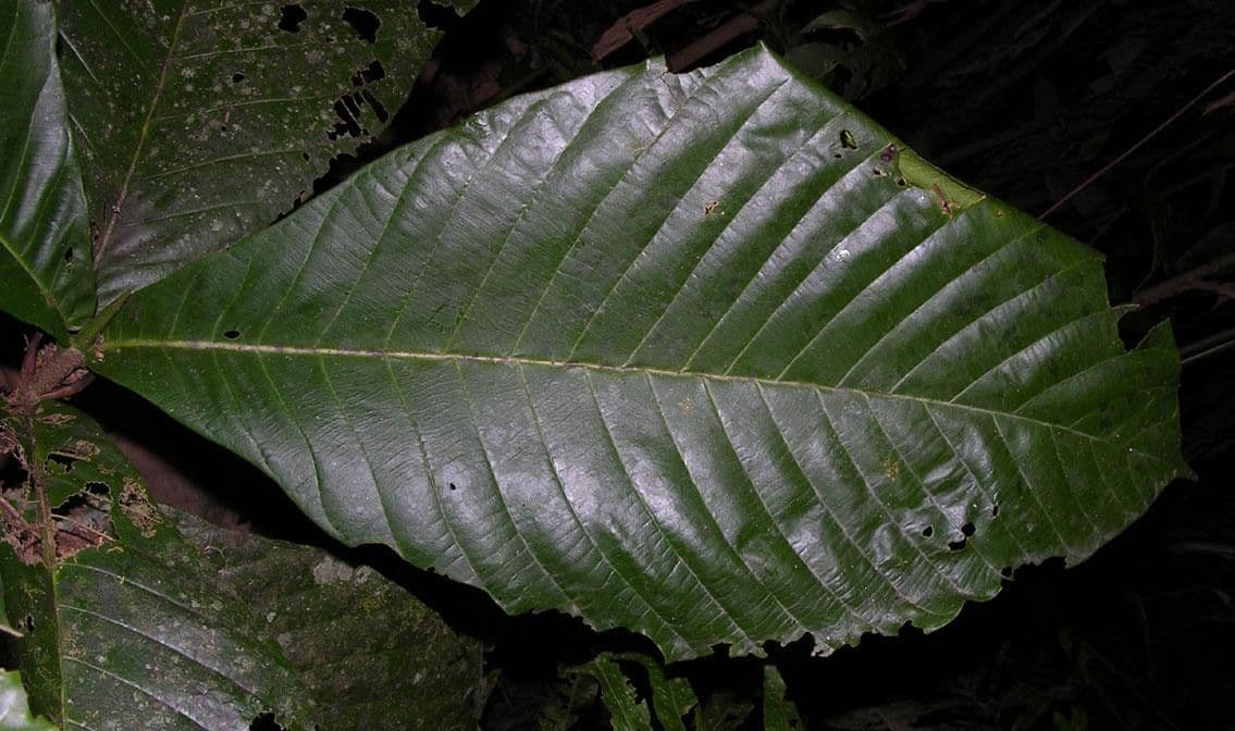 Simira 8