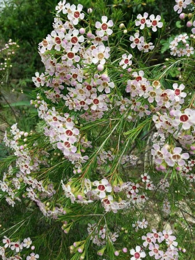 Manuka 8