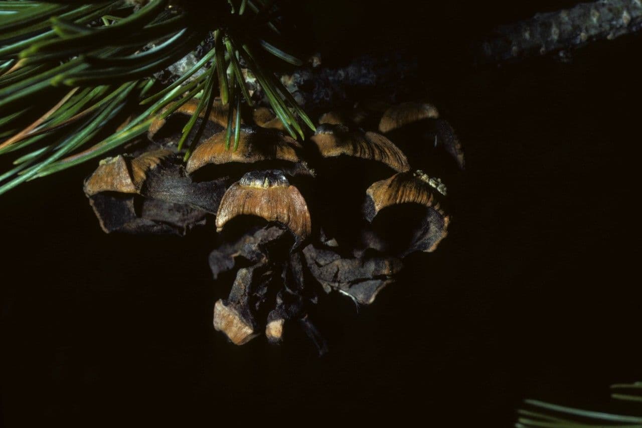 Pinyon pine 5