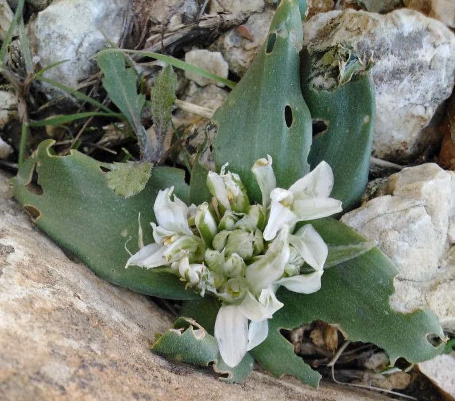 Ornitogalo lanceolato