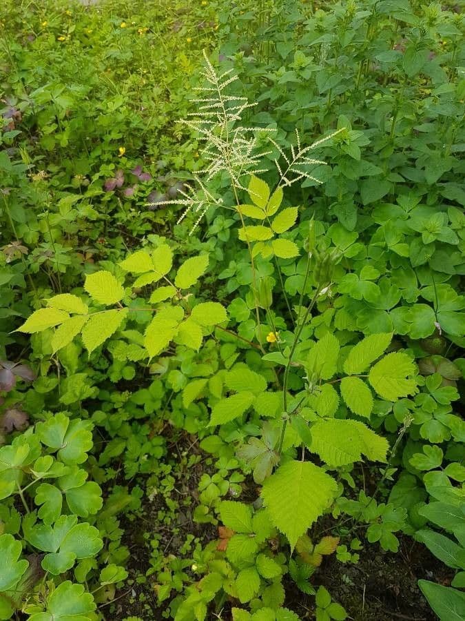 Wald-Geißbart 30