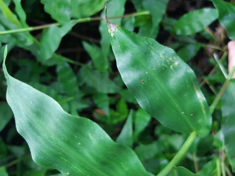 Wavyleaf basketgrass 7