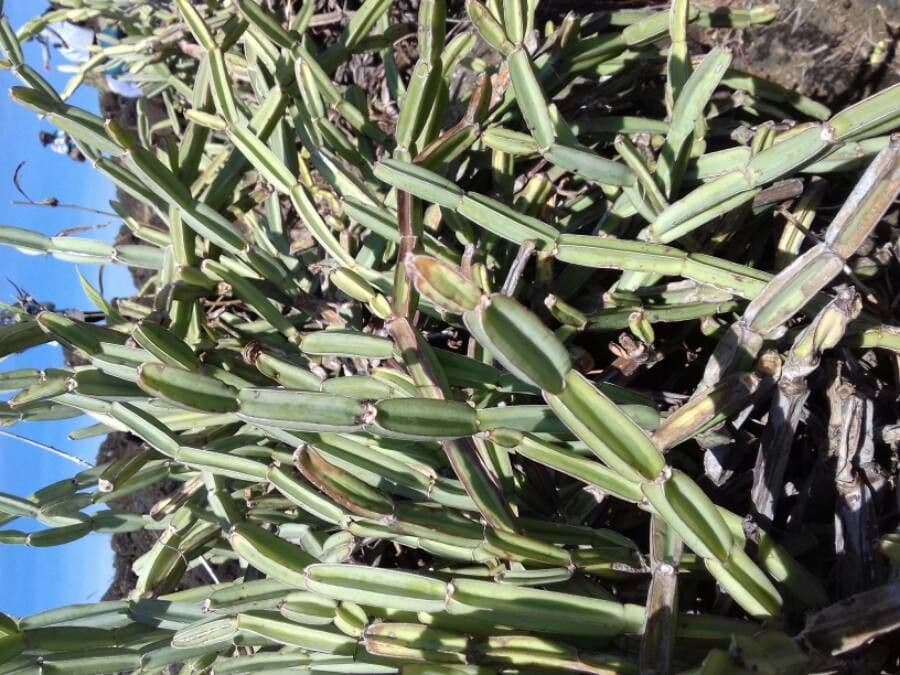 Cissus 13