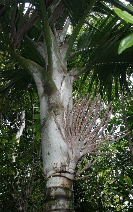 Burretiokentia 11