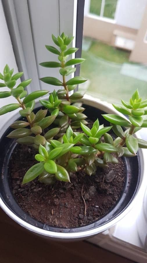 Lenophyllum 6