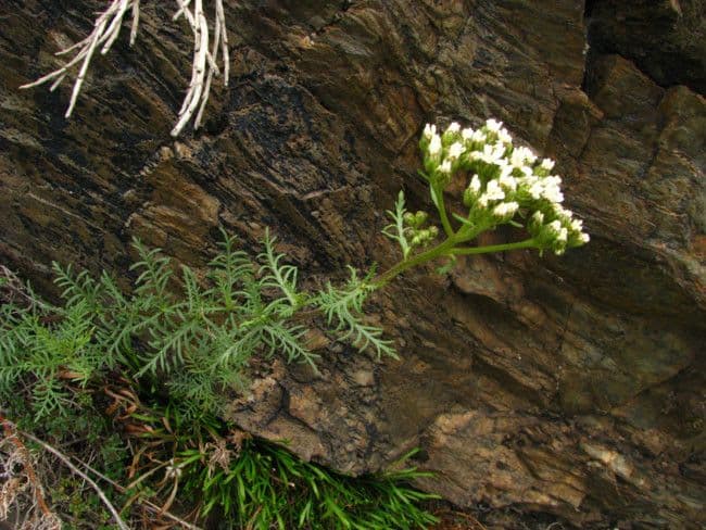 Chamomile-leaved Yarrow 9