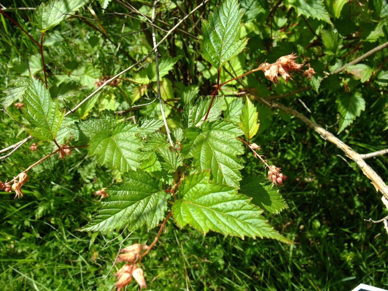 Neillia 10