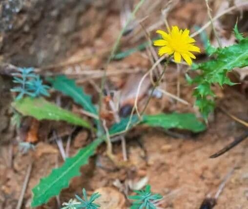 Krigia dandelion 6