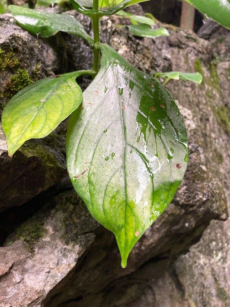 Hemiboea 4