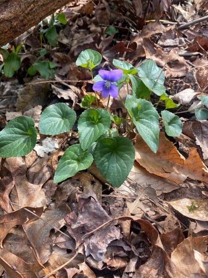 Viola sagittata 15