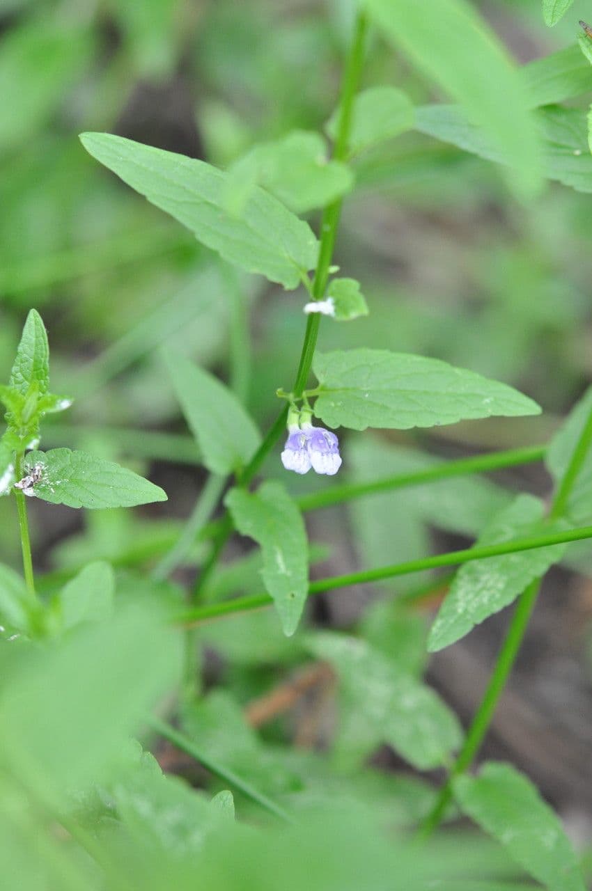 Scutellaria comune 27