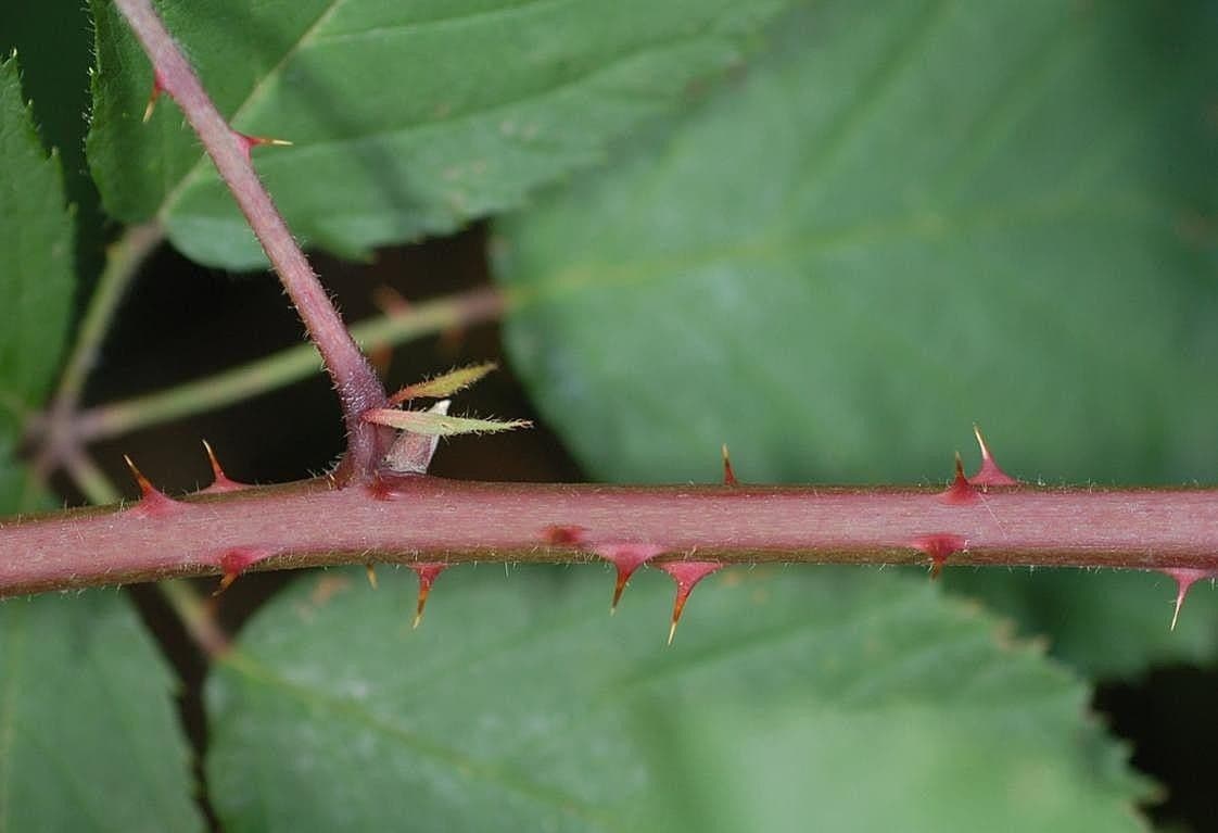 Pyramiden-Brombeere 18