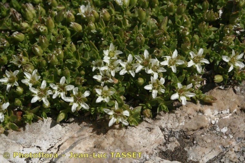 Minuartia 3