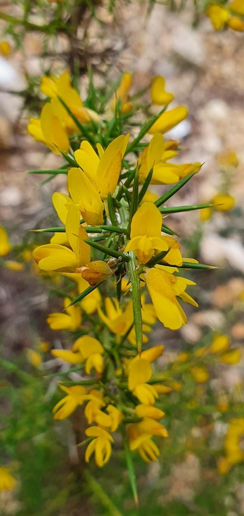 Ginestrone minore 10