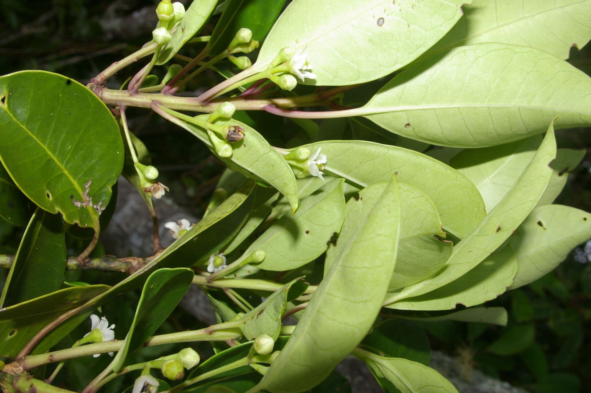 Cesmína 3