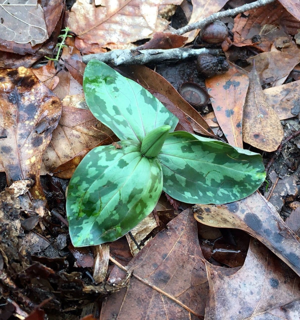 Trillium cuneatum 9