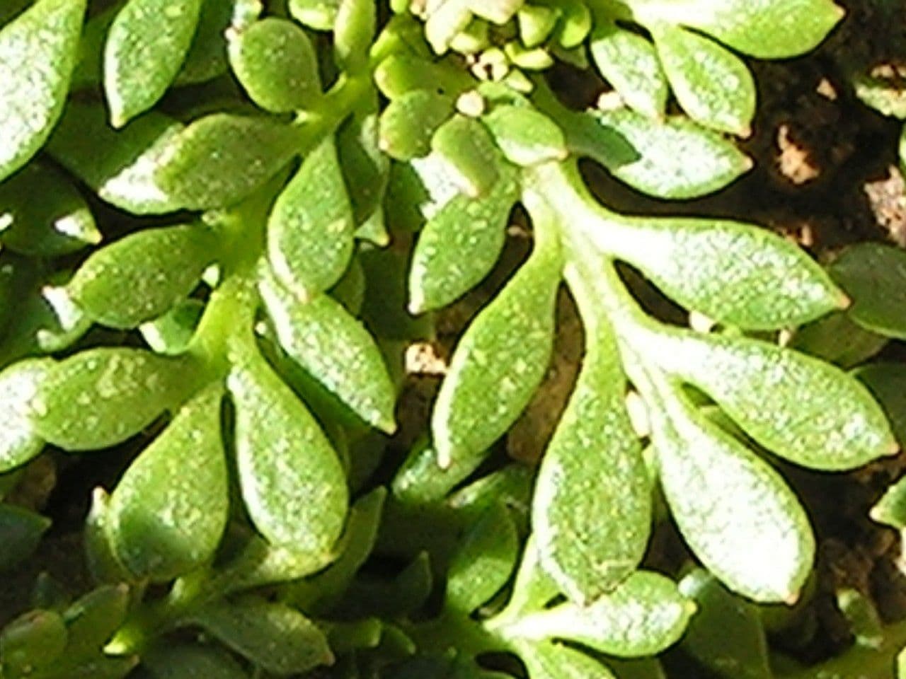 Iberidella alpina 20