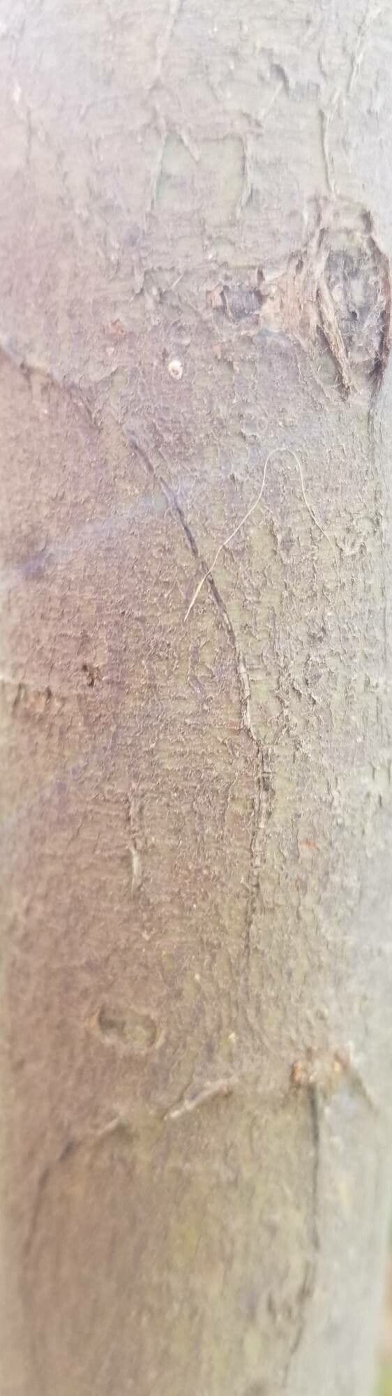 Acacia di Bailey 21