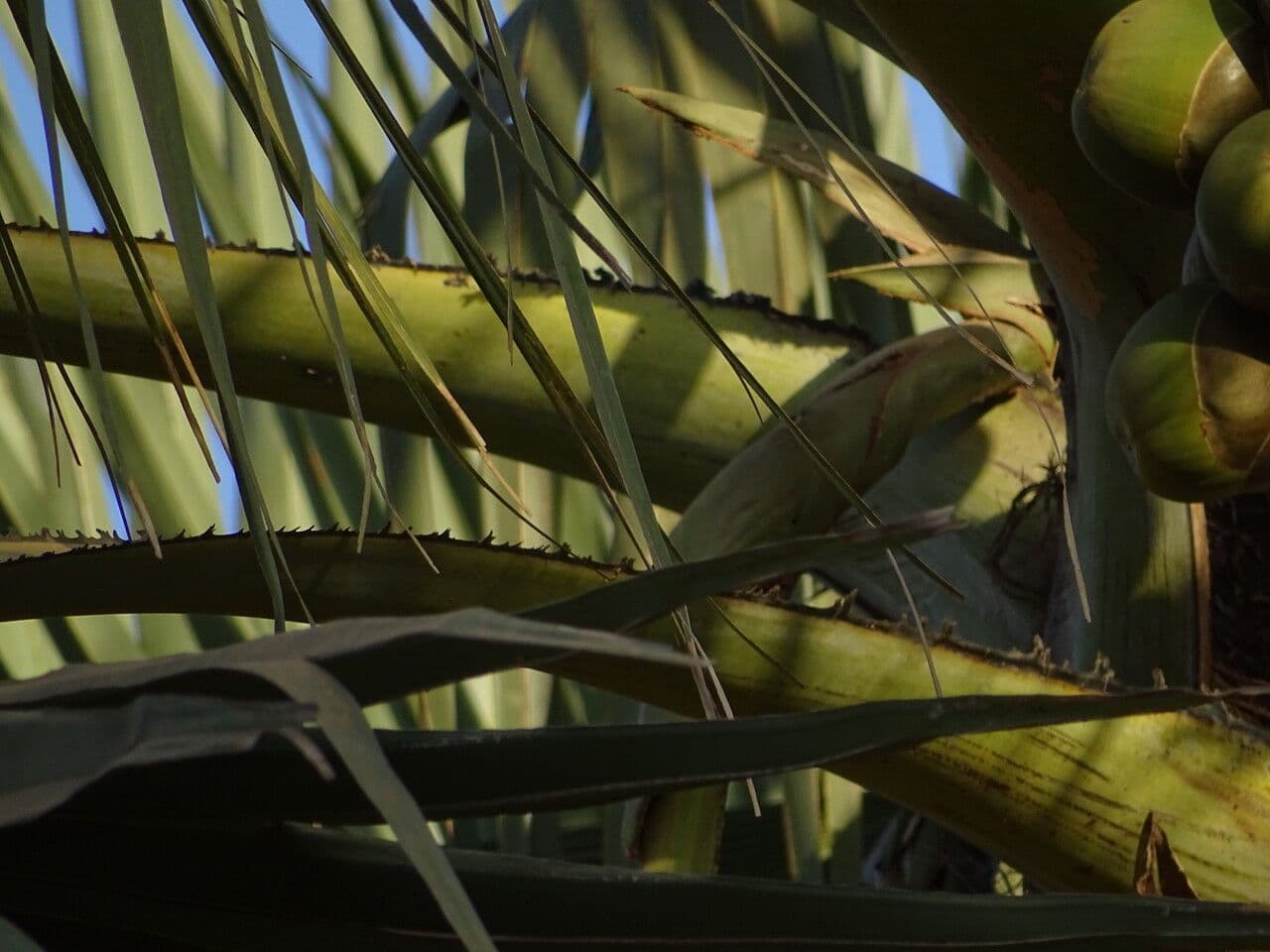 Palma 13