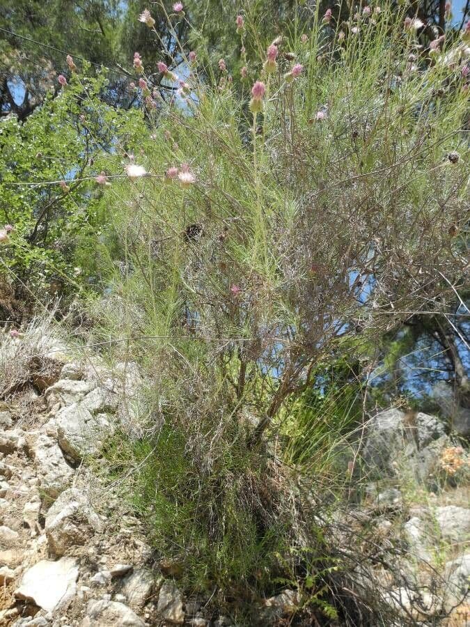 Ptilostemon chamaepeuce 8