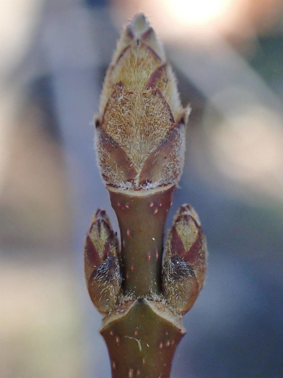 Acirón 12