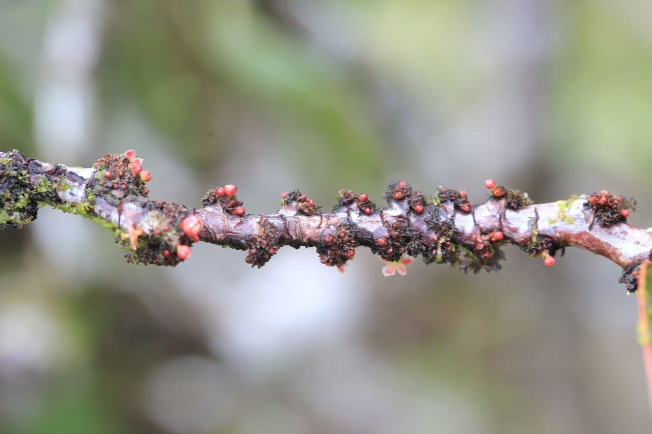 Phyllanthus phillyreifolius 22