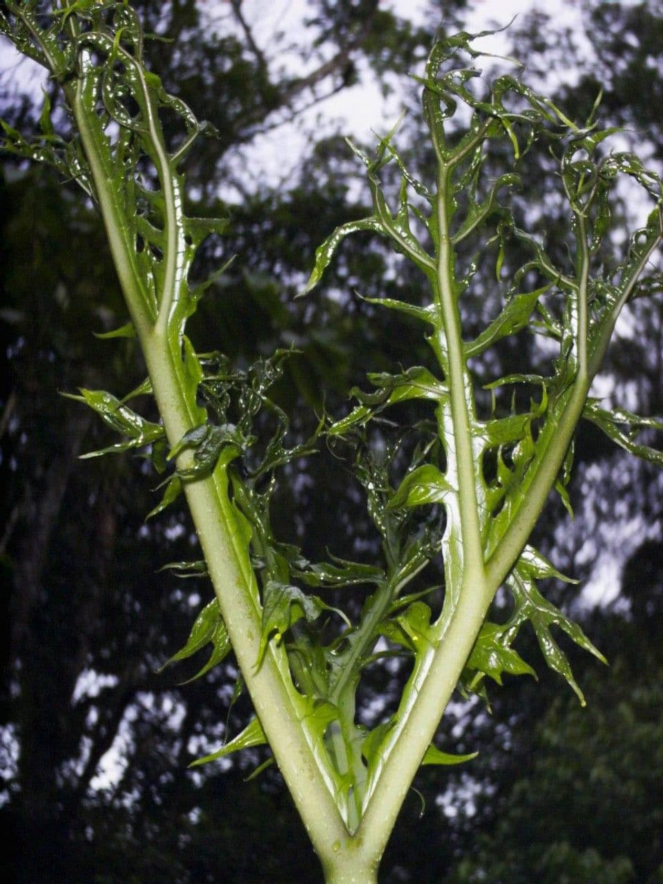 Dracontium 21