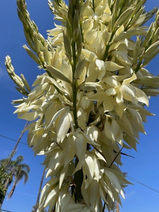 Yucca rostrata 2