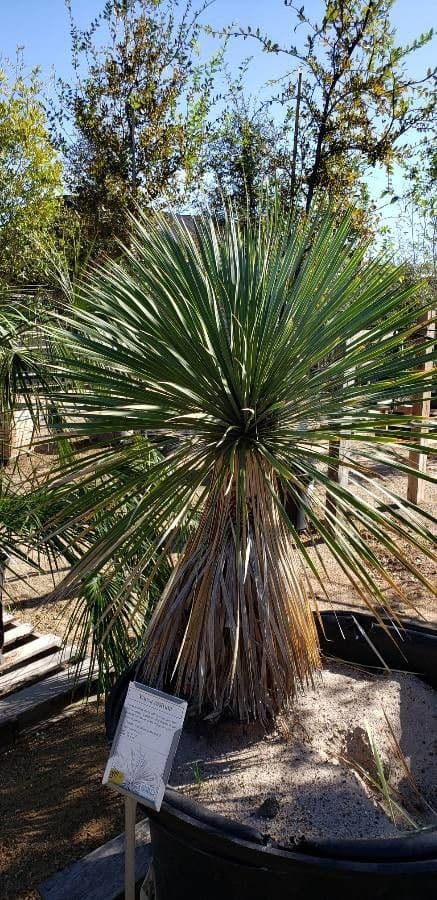 Yucca rostrata 12