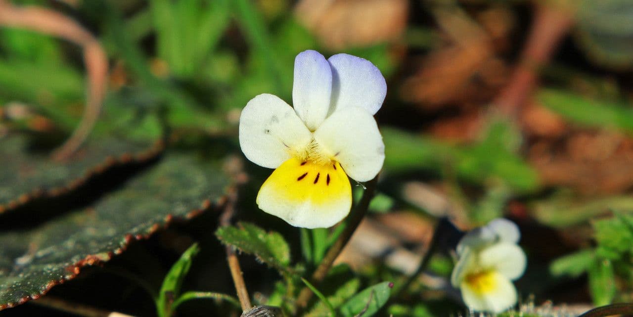 Viola 3