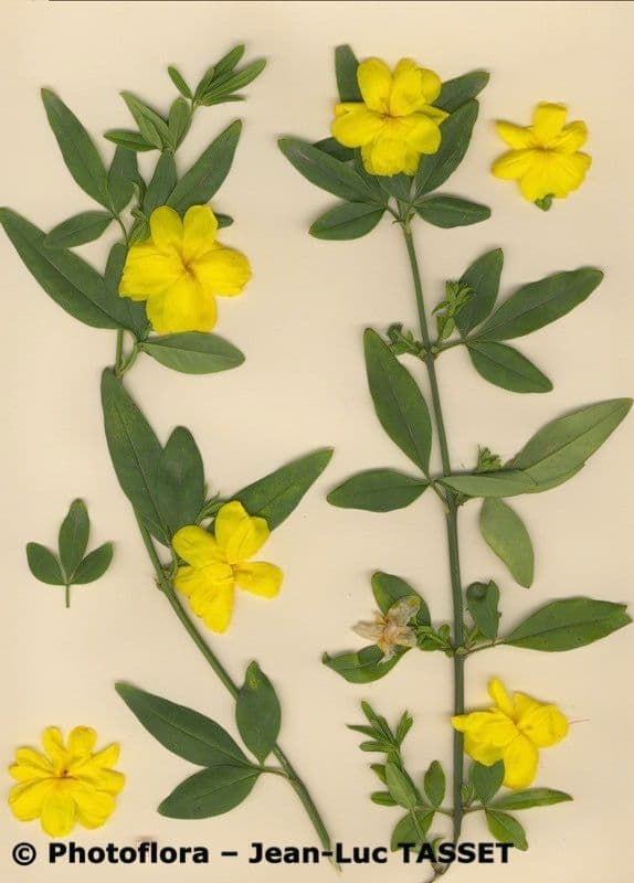 Winterjasmin 26