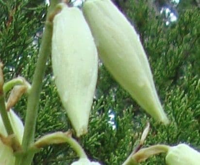 Yuca pallida 4