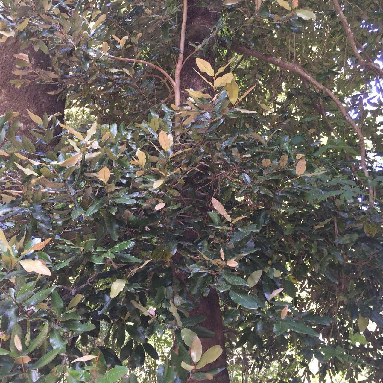 Aextoxicon punctatum 8