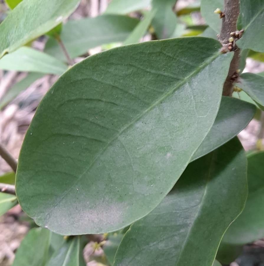 Daphnopsis 9