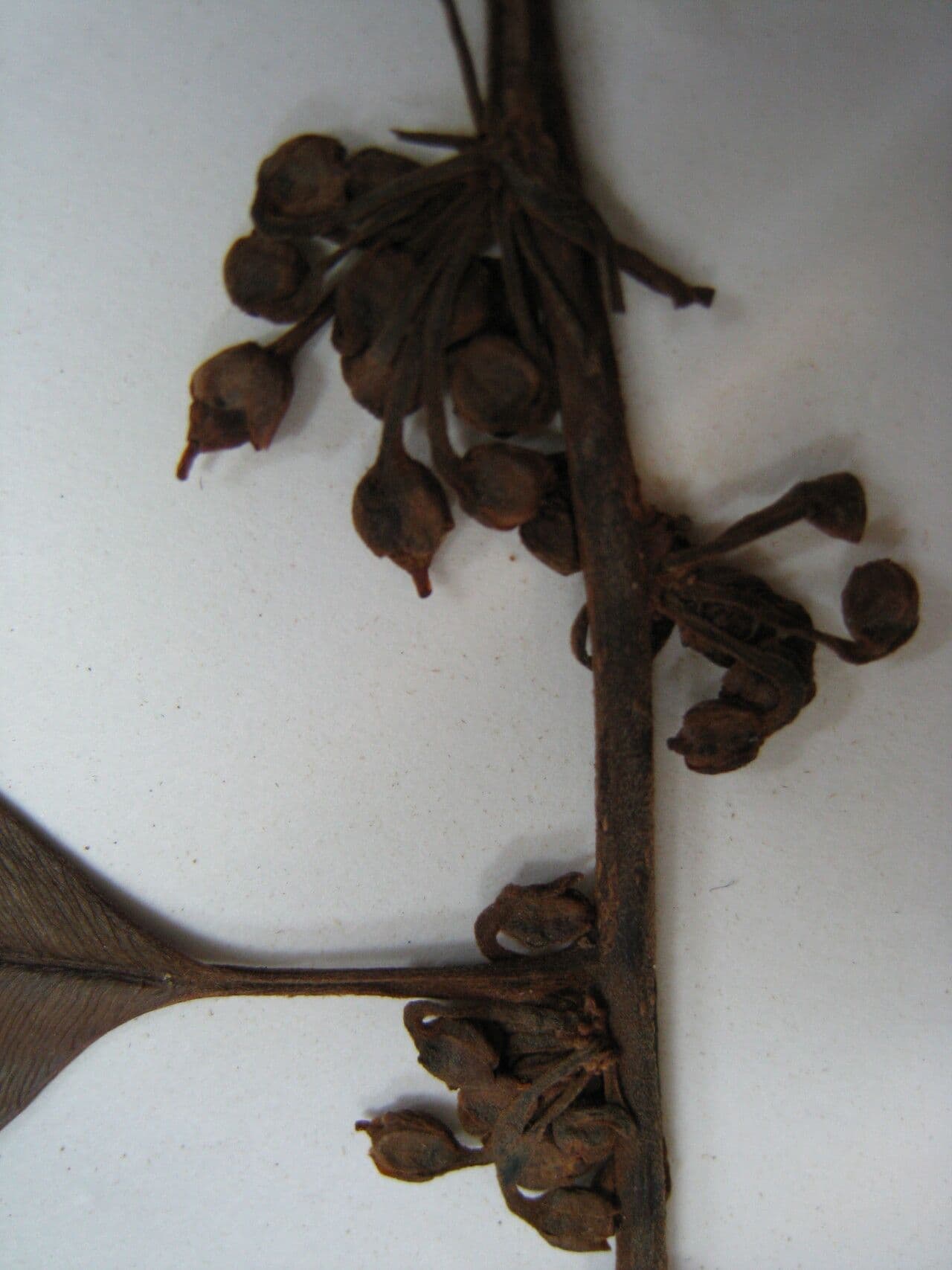 Melinons Micropholis 5
