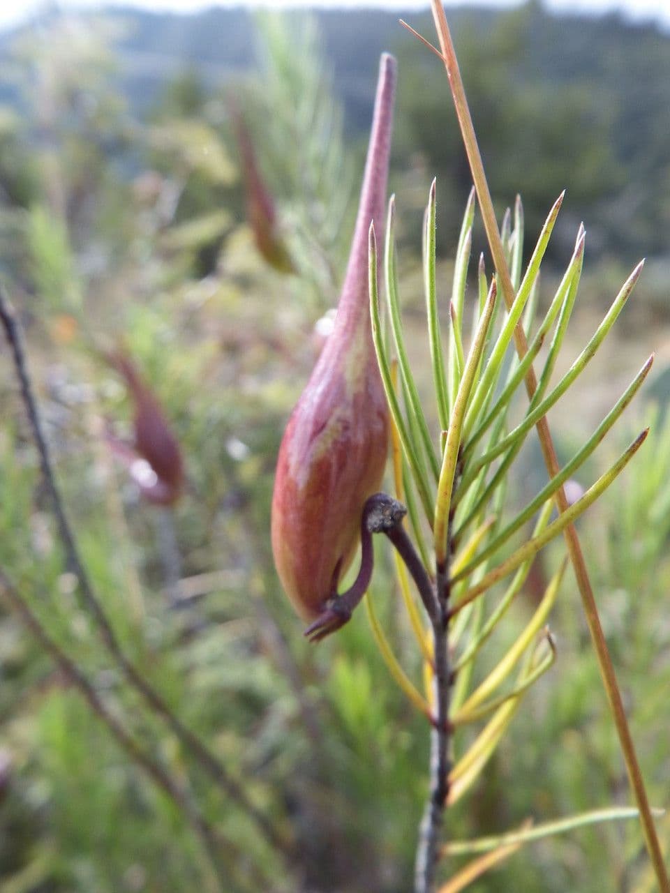 Asclepias linaria 3