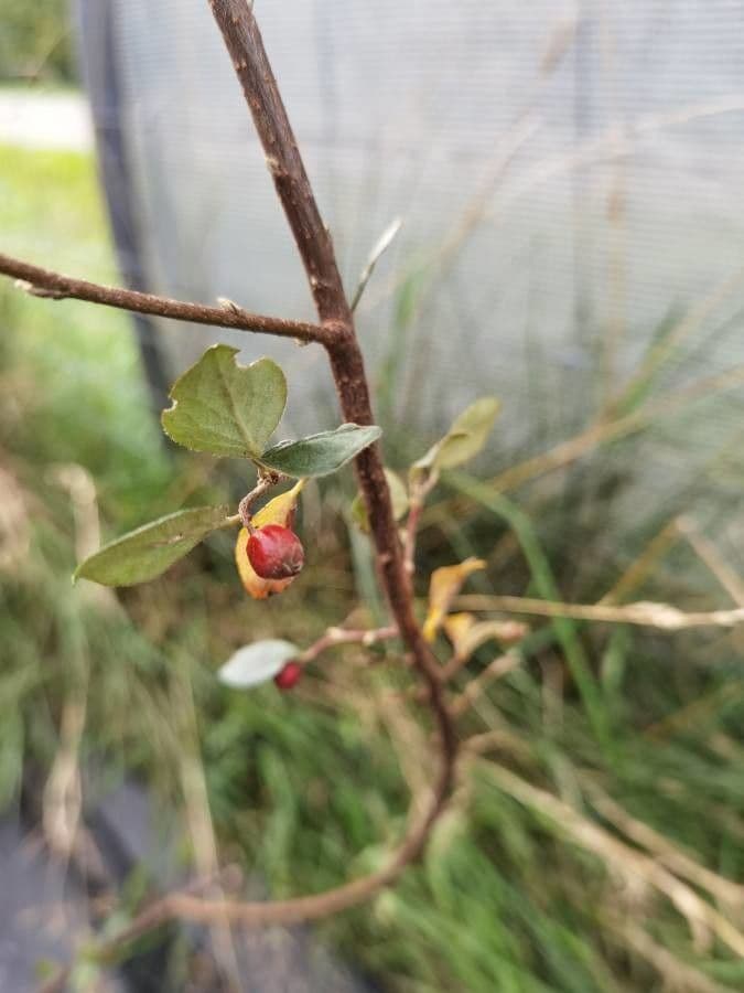 Cotonéaster commun 16