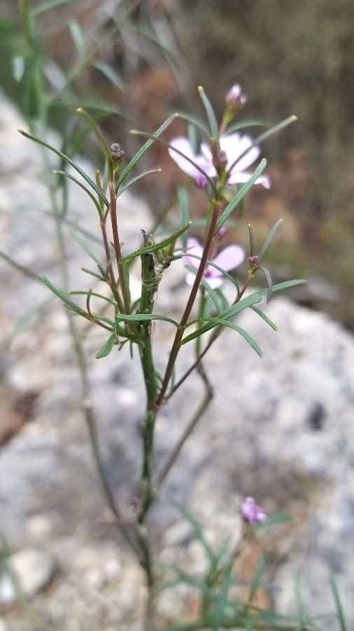 Schiffchenblättrige Schleifenblume 17