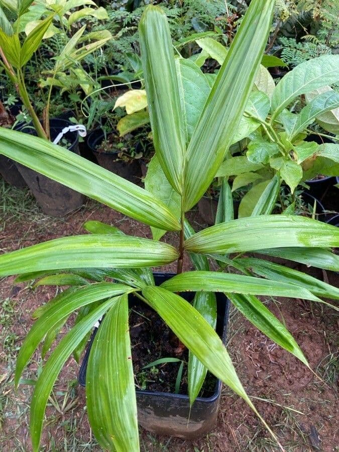 Oenocarpus bacaba 2