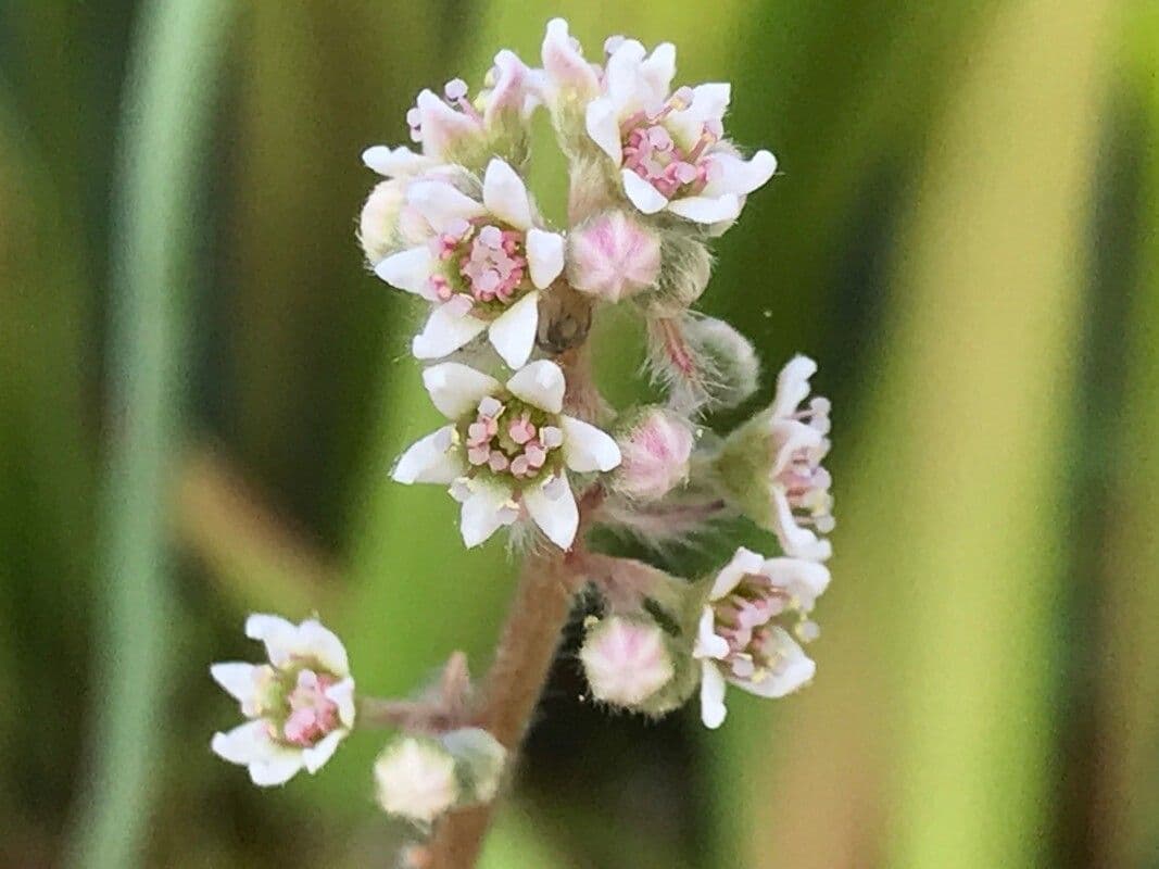 Cephalotus 2