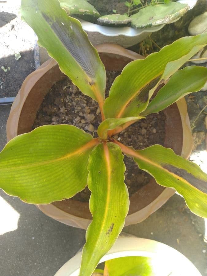Chlorophytum 14