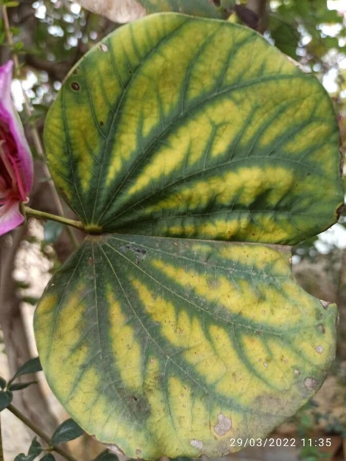 Bauhinia purpurea 20