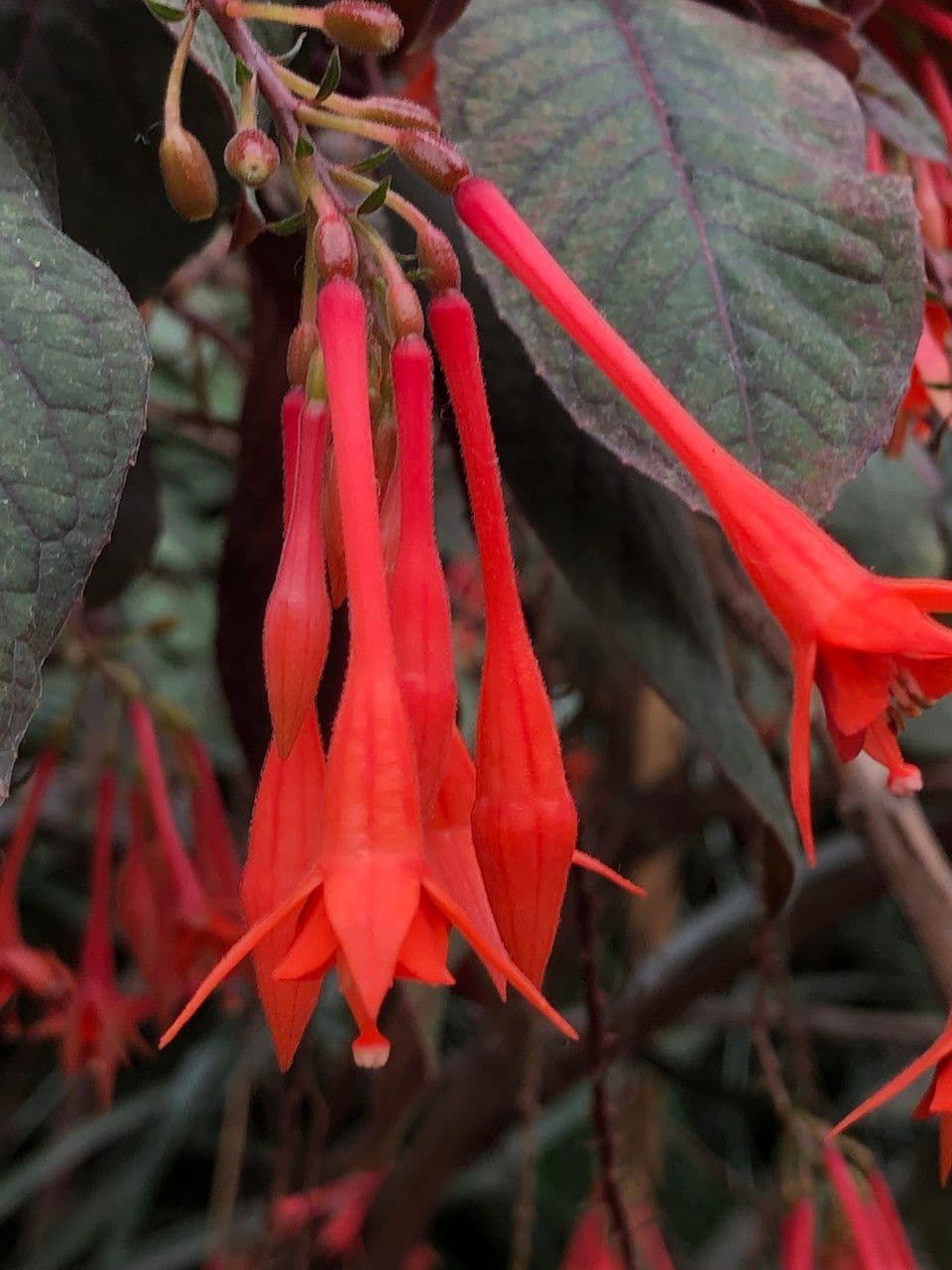 Fuchsien 3