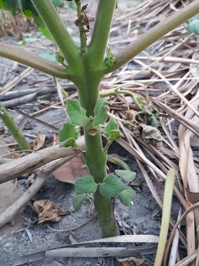 Martynia annua 18