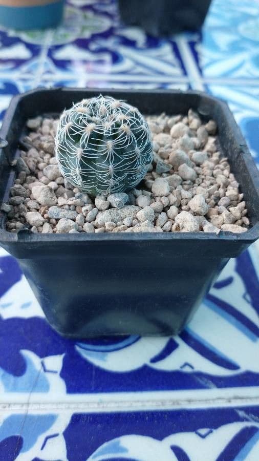 Gymnocalycium 8