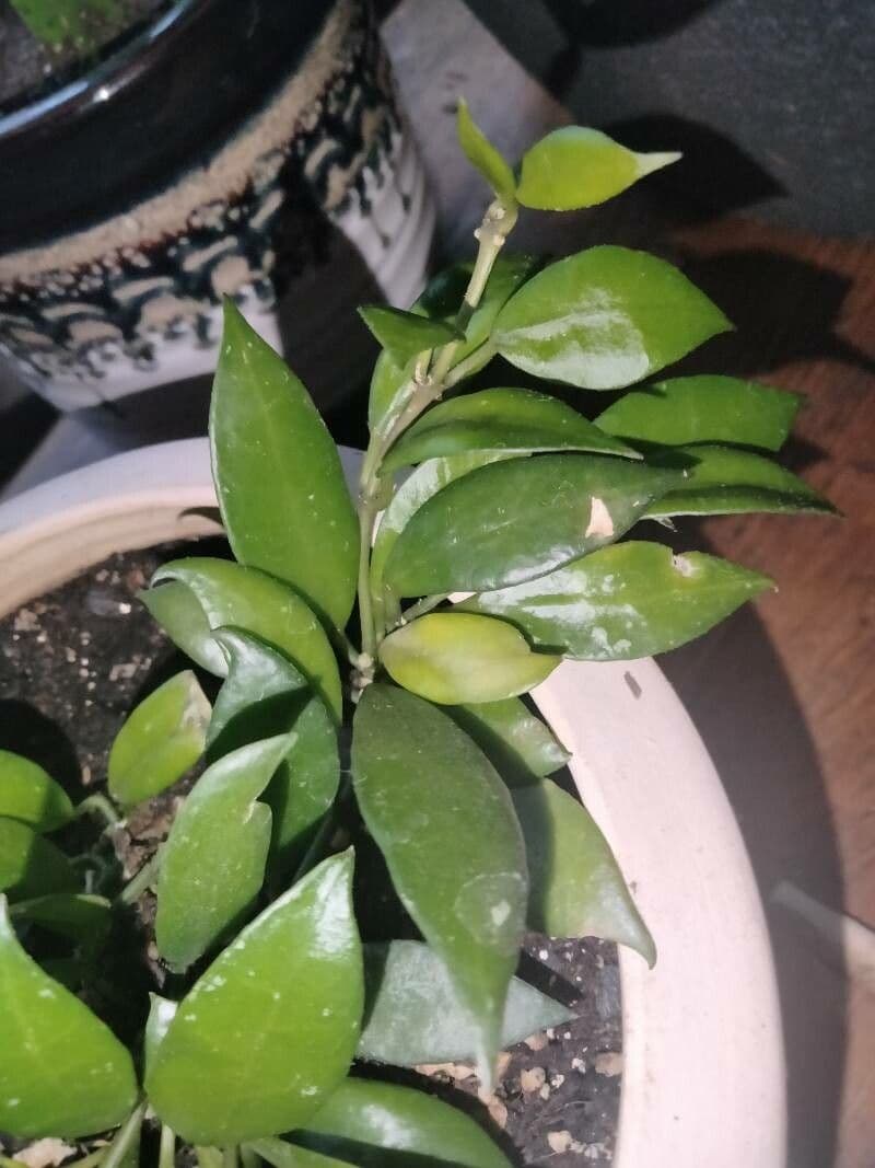 Hoya 13