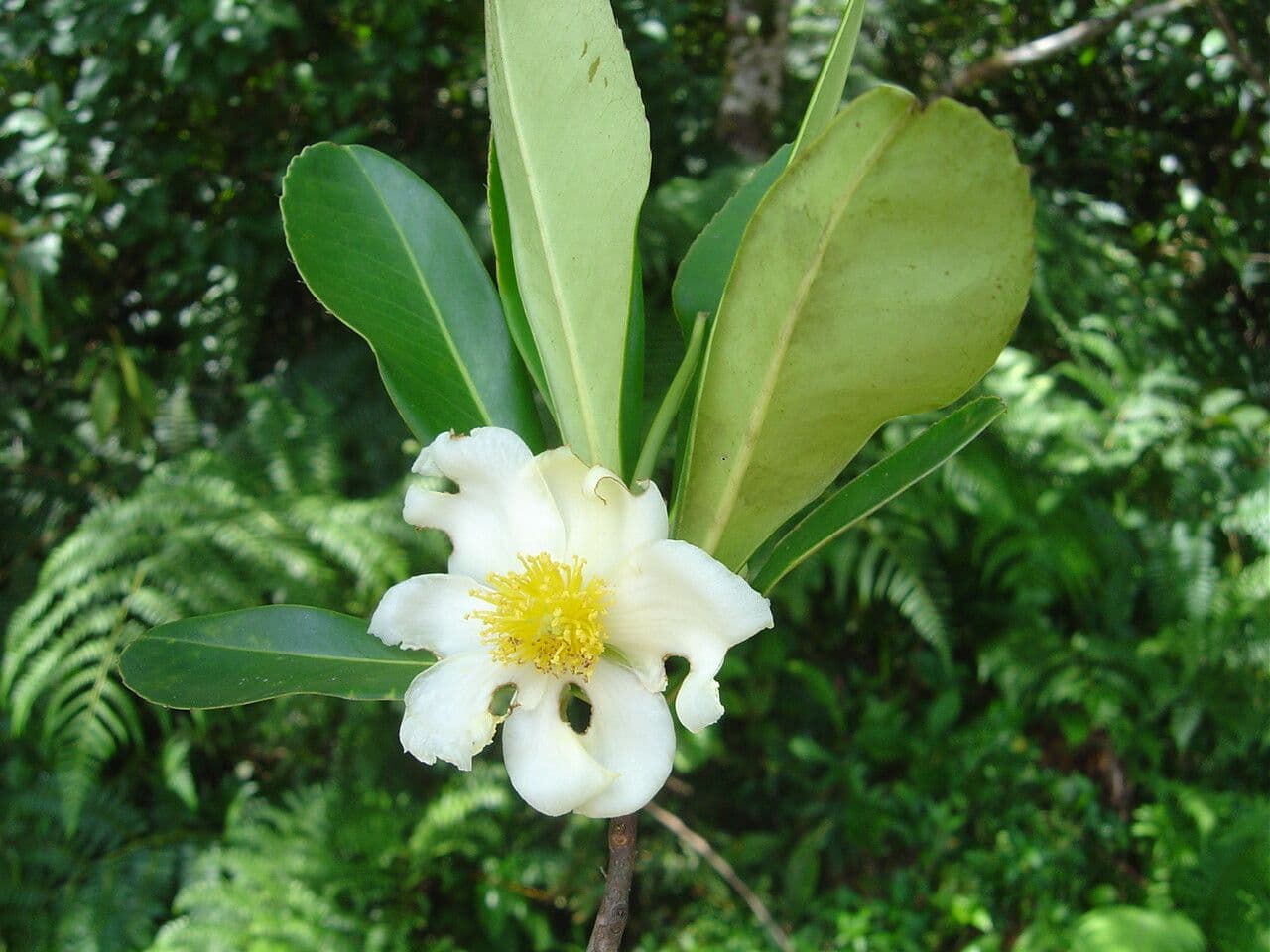 Gordonia arbustiva 6
