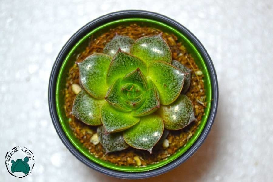 Echeveria 12