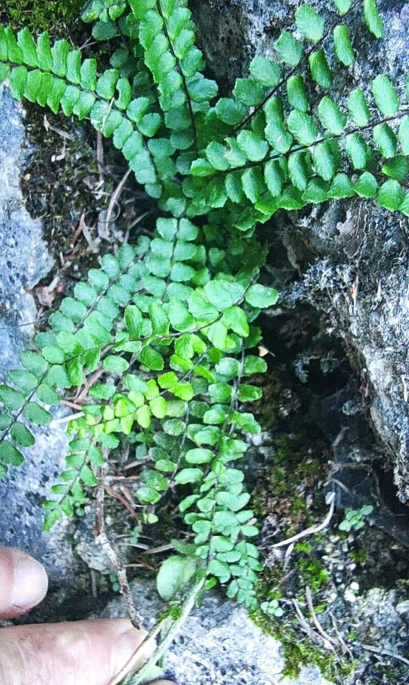 Erba rugginina 24