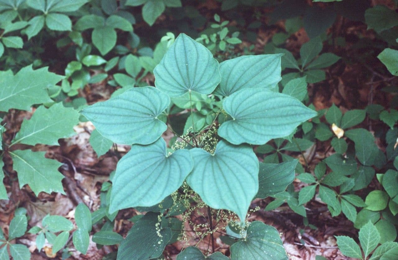 Dioscorea villosa 8